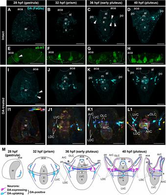 Spontaneous intersibling polymorphism in the development of dopaminergic neuroendocrine cells in sea urchin larvae: impacts on the expansion of marine benthic species